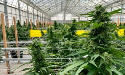 Jungle Grower, grossiste CBD