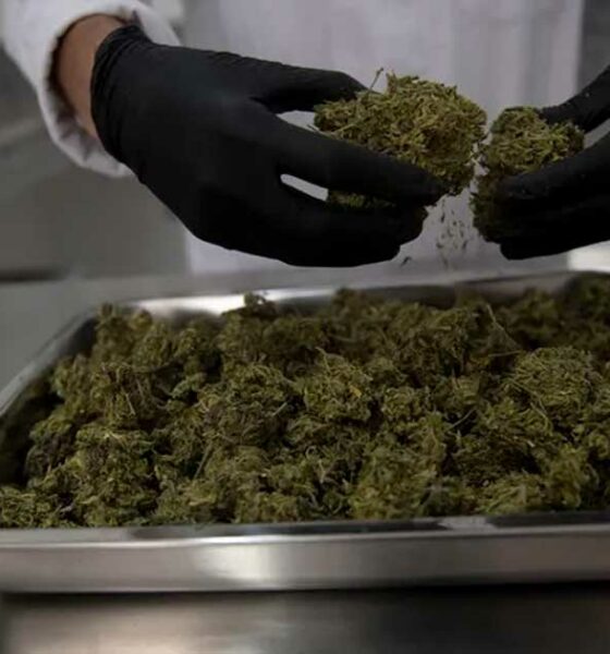 Cannabis médical au Panama