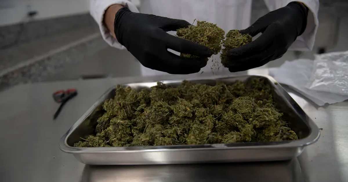 Cannabis médical au Panama