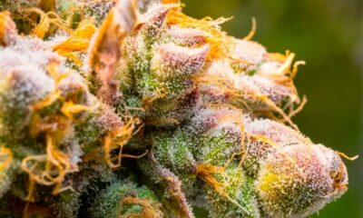 Science des terpènes du cannabis