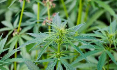 Tests de culture de cannabis au Botswana