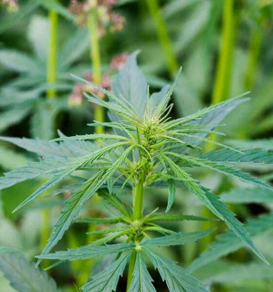 Tests de culture de cannabis au Botswana