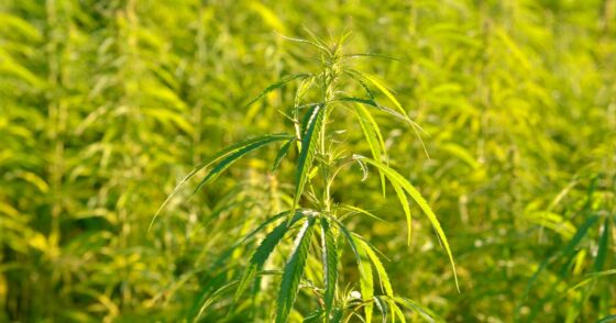 Après trois ans d’essais, ces variétés de chanvre s’avèrent les plus efficaces en Australie