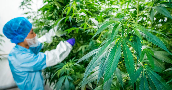 Avec 25% de THC, Bedrocan distribue en Allemagne sa fleur de cannabis la plus puissante