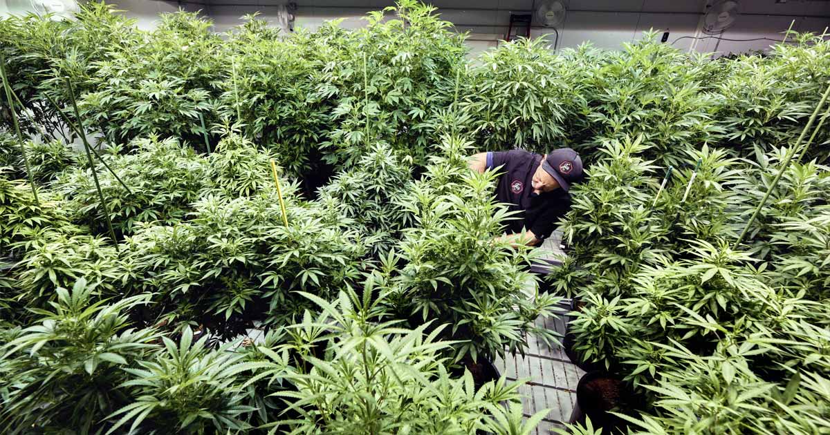 Contestation de la légalisation du cannabis dans le Maine