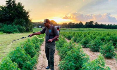 Chanvre en Afrique du Sud à 2% de THC