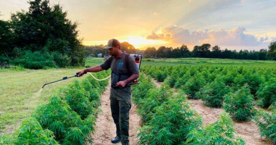 L’Afrique du Sud fait passer son chanvre à 2% de THC