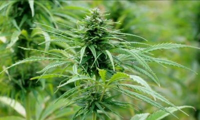 Chanvre en Nouvelle Zélande