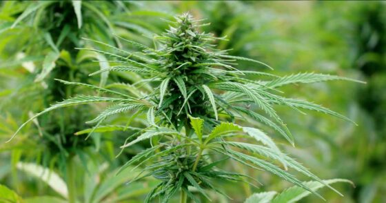 La Nouvelle-Zélande veut dynamiser son industrie du chanvre avec un nouveau standard à 1% de THC