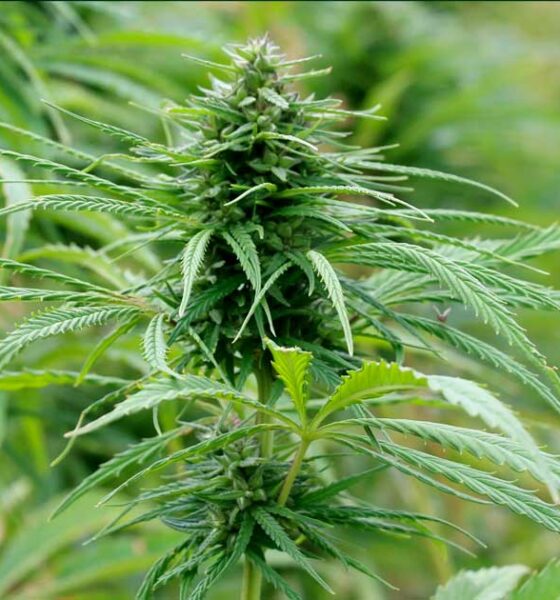 Chanvre en Nouvelle Zélande