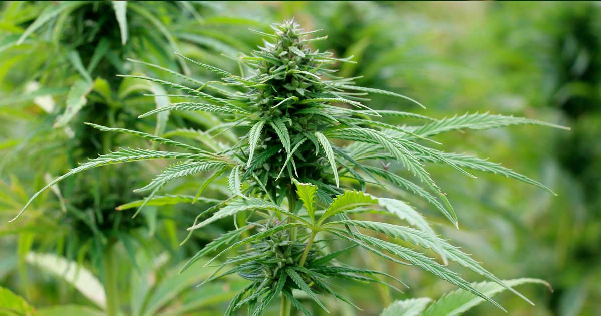 Chanvre en Nouvelle Zélande