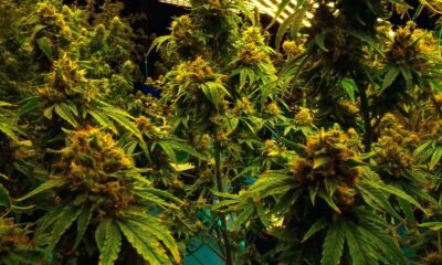 Cannabis légal dans un Club de Bavière