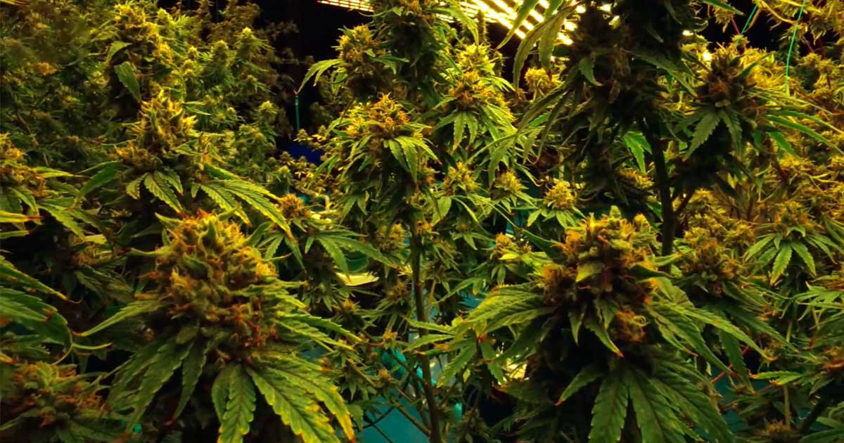 Cannabis légal dans un Club de Bavière