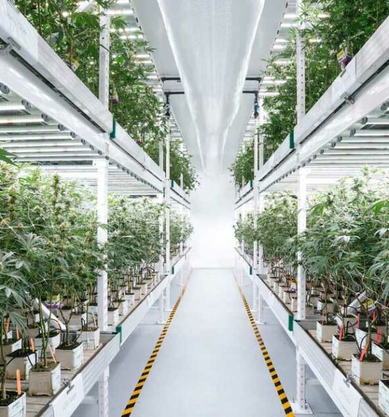 Cronos rachète Canadelaar