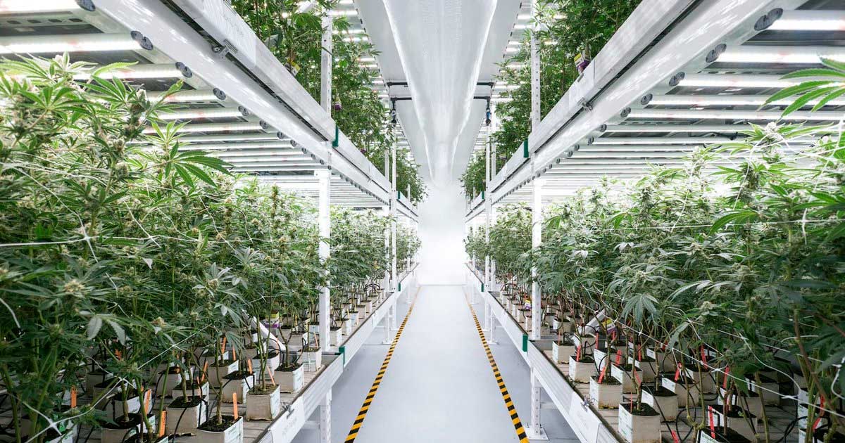 Cronos rachète Canadelaar