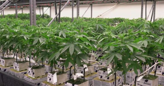 Le Kentucky se prépare à lancer son programme de cannabis médical