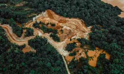 Prohibition et déforestation