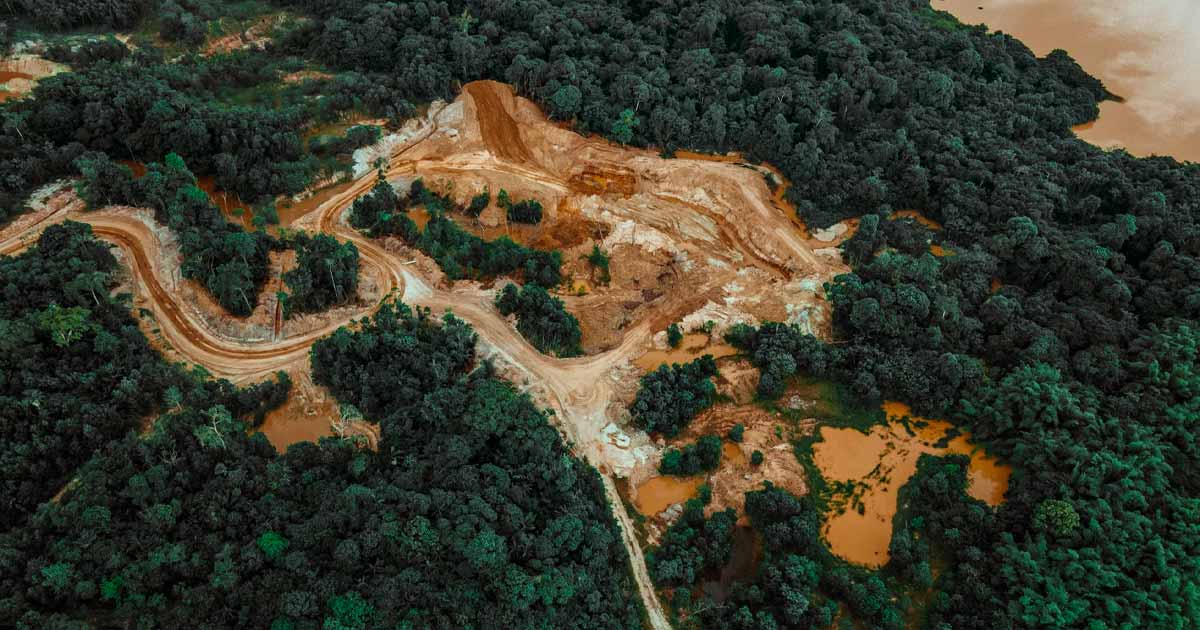 Prohibition et déforestation