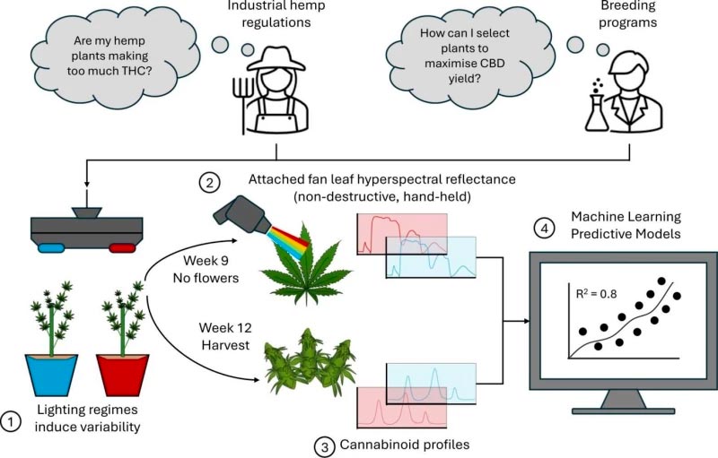 Ce diagramme montre comment la méthode FLHR mise au point par les chercheurs peut faciliter les processus de culture du cannabis.