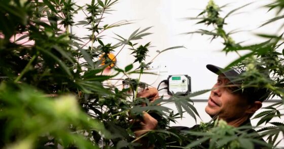 Texas : 9 entreprises sélectionnées pour étendre l’accès au cannabis médical