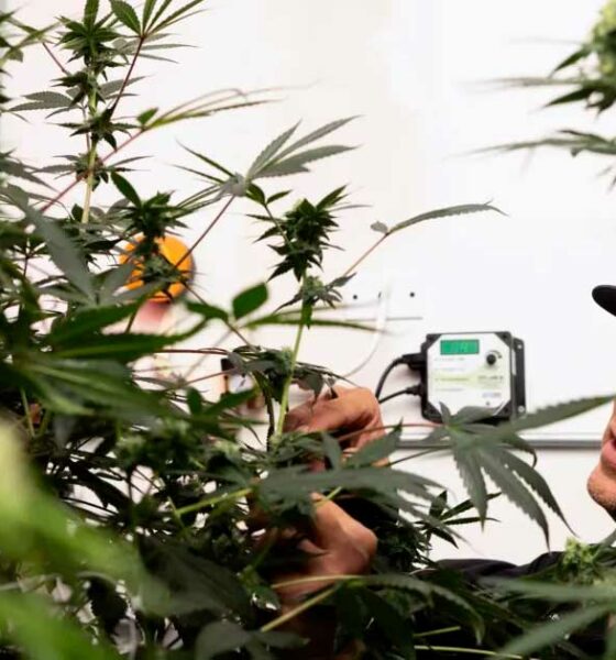 Accès au cannabis médical au Texas