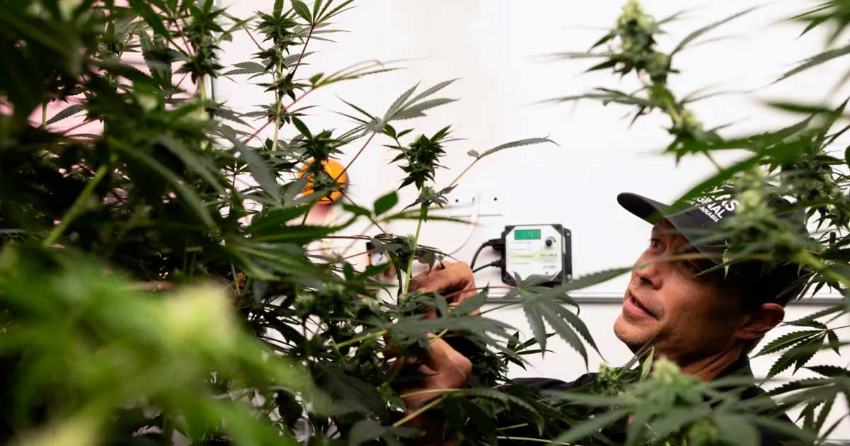 Accès au cannabis médical au Texas