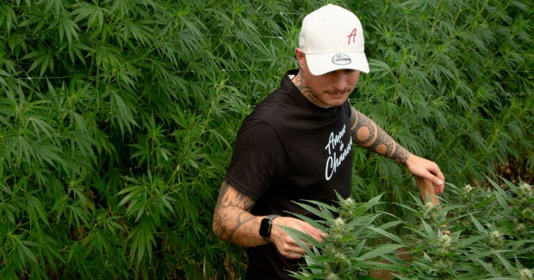 Amour de Chanvre : le CBD bio et 100 % français au service du bien-être ...