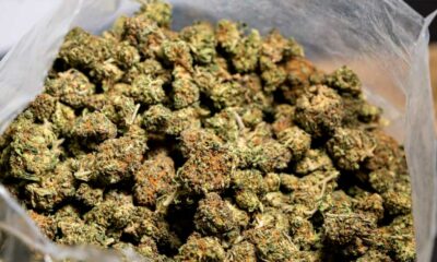 Chanvre et CBD en Italie