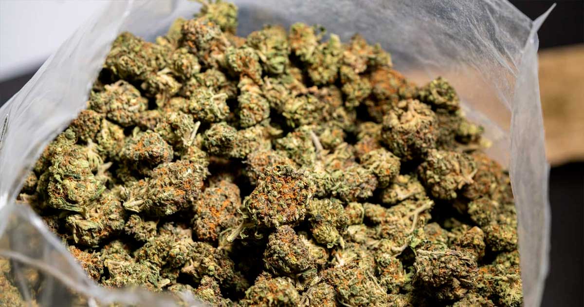 Chanvre et CBD en Italie