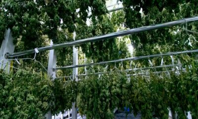 Fin du monopole de Bedrocan