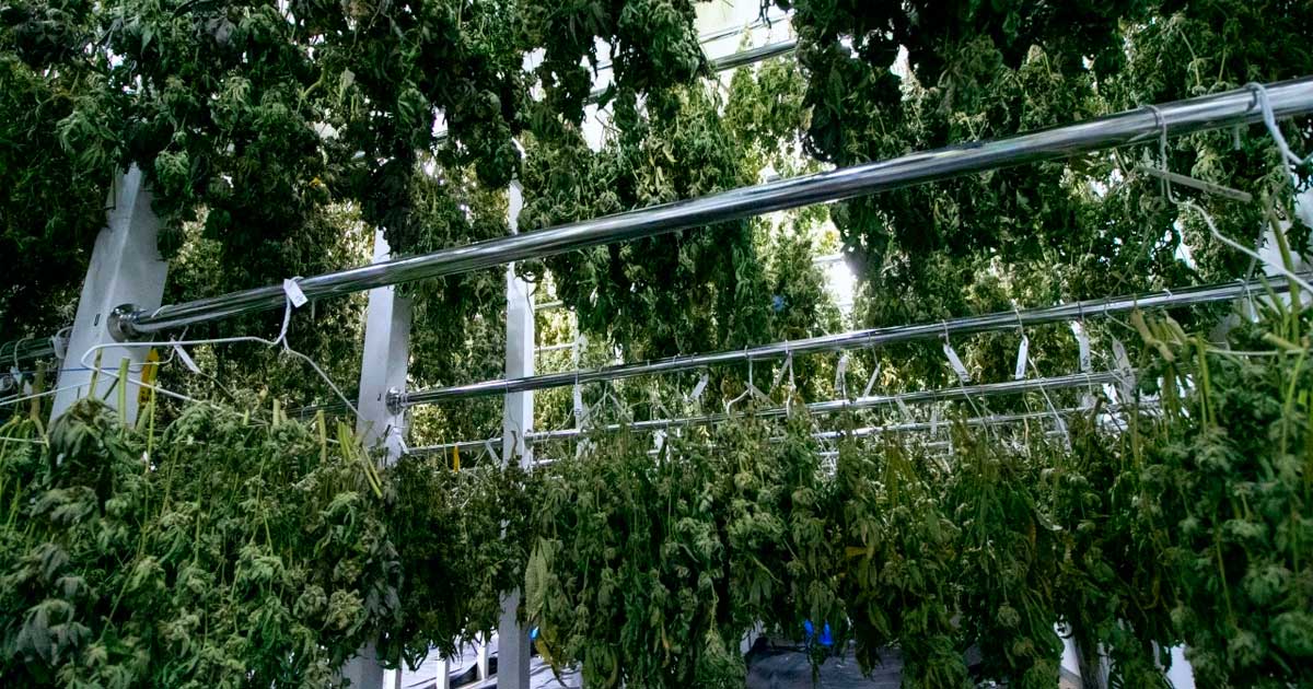 Fin du monopole de Bedrocan