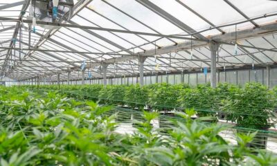 Fleurs CBD Greenhouse