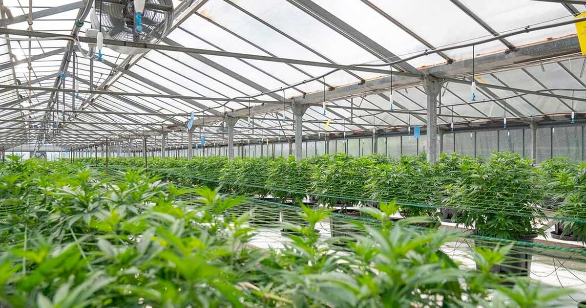 Fleurs CBD Greenhouse