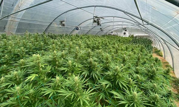 France sacrifie sa filière CBD