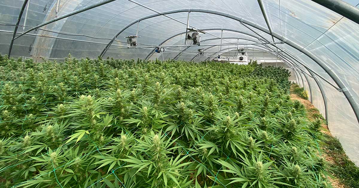 France sacrifie sa filière CBD