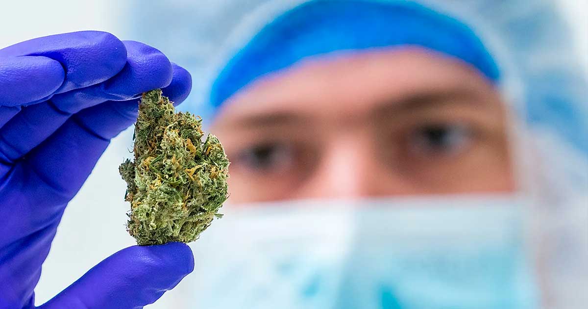Etude sur l'irradiation de cannabis