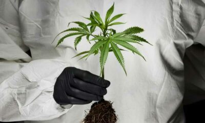 Origine des cannabinoïdes