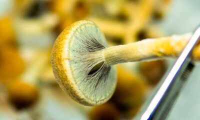 Production de psychédéliques aux USA en 2026