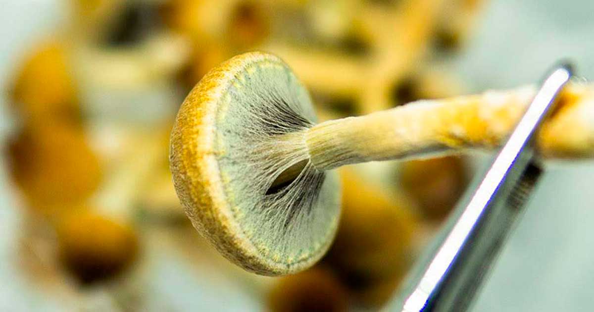 Production de psychédéliques aux USA en 2026