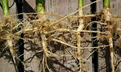 Racines de chanvre anticancer