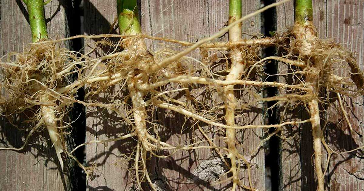 Racines de chanvre anticancer