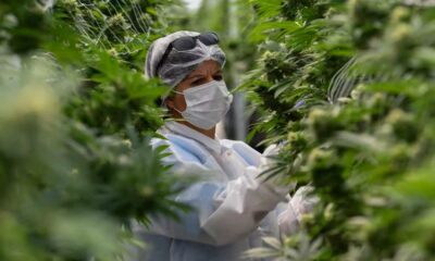 Marché légal du cannabis en Uruguay en 2025