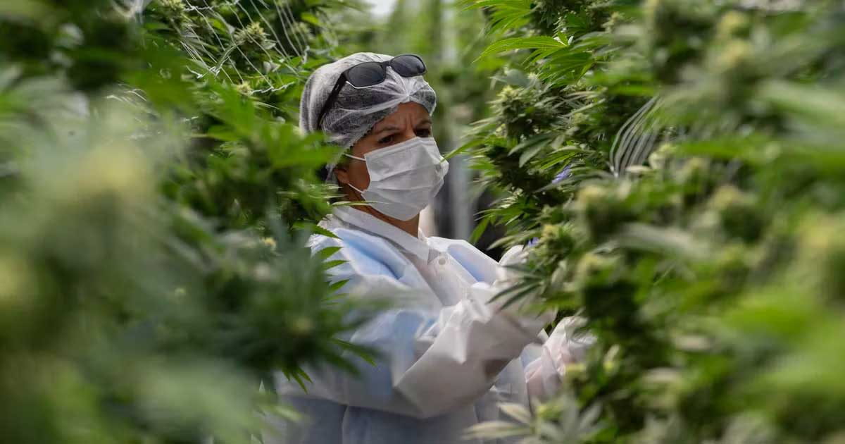 Marché légal du cannabis en Uruguay en 2025