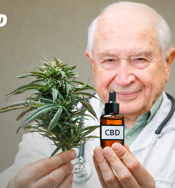 Aux origines du CBD