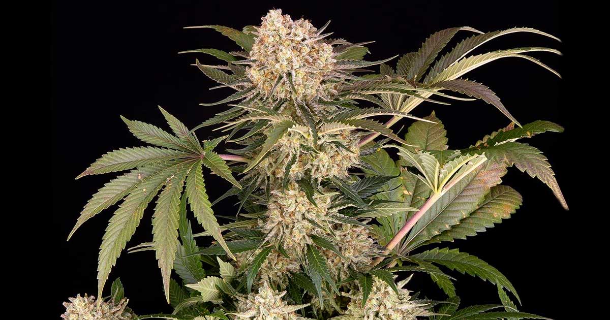AK-47 de Barney's Farm
