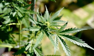 Calendrier du cannabis médical en France