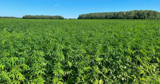 L&rsquo;EIHA milite pour une limite de 1% de THC dans la réforme européenne sur le chanvre