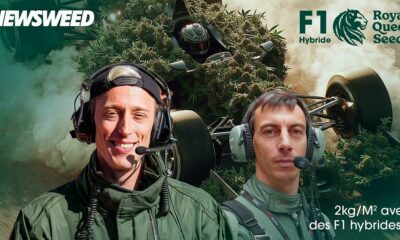 F1 Hybride de Royal Queen Seeds