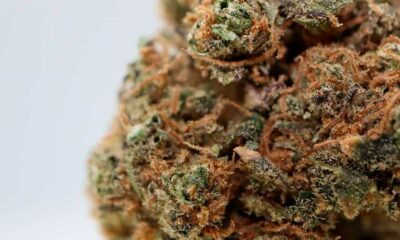 Meilleur CBD à fumer