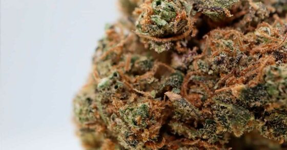 Les 10 meilleures variétés de CBD à fumer